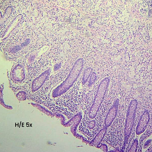 imagen-microscopio-principal